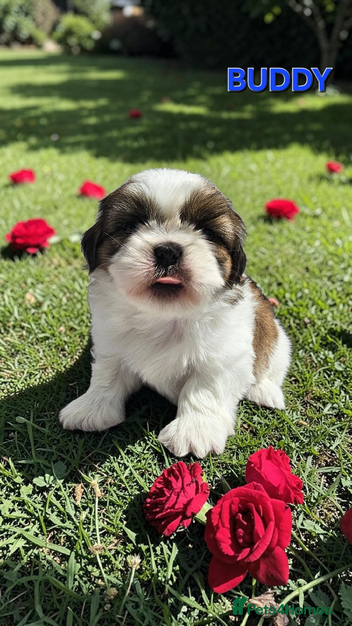 Shih Tzu dogs STUNNING PURE STANDARD SHIH TZU  - Advert 6