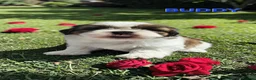 Shih Tzu dogs for sale: STUNNING PURE STANDARD SHIH TZU  - Advert 22