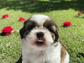 Shih Tzu dogs STUNNING PURE STANDARD SHIH TZU - Advert 6