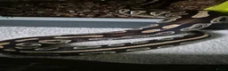 Python Snake reptiles for sale: 2 ball pythons - Advert 12