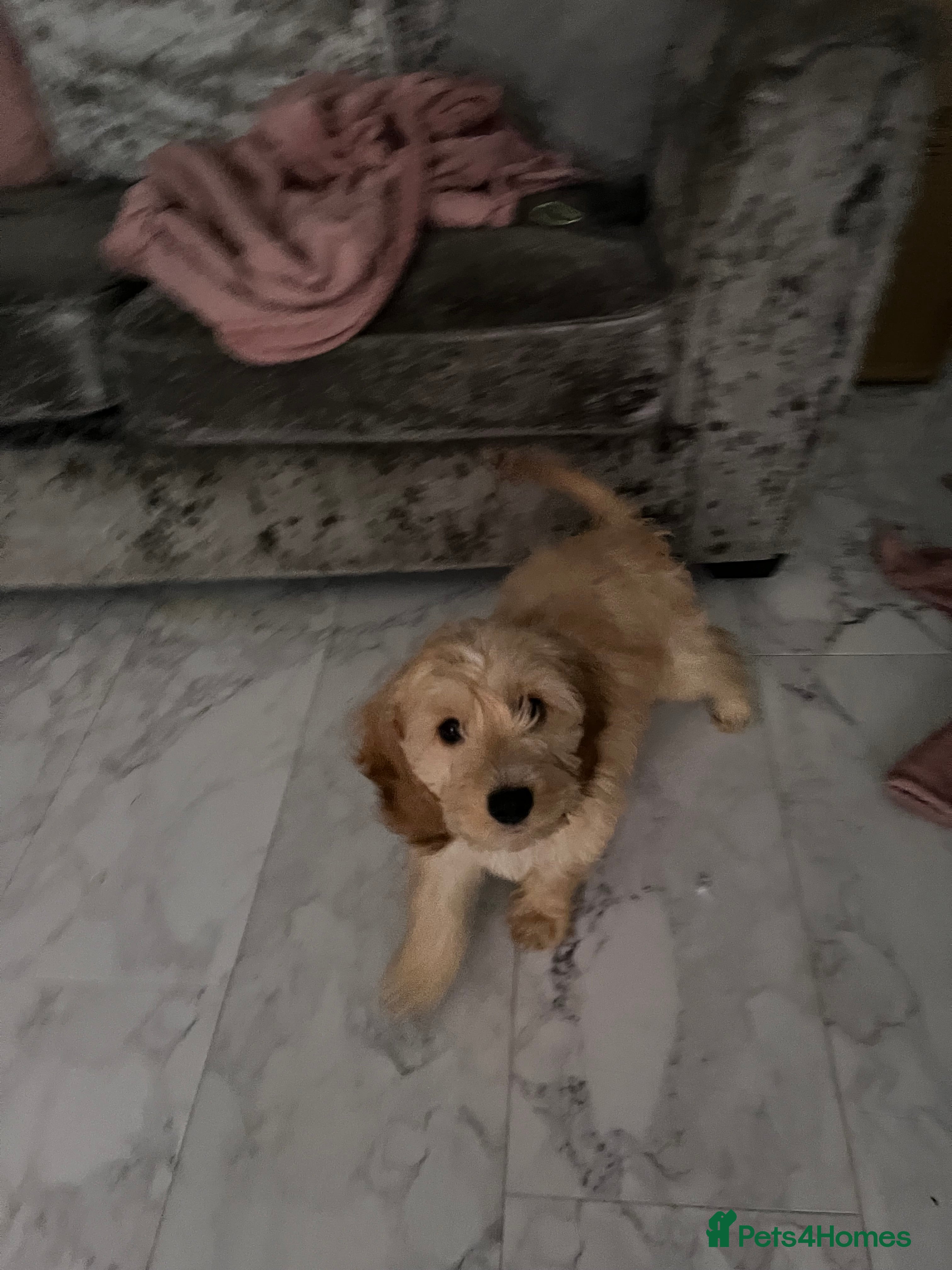 Cockapoo dogs Dog for sale  - Advert 2