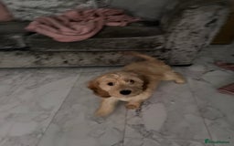 Cockapoo dogs for sale: Dog for sale  - Advert 1