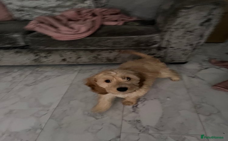 Cockapoo dogs Dog for sale  - Advert 2