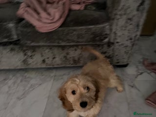 Cockapoo dogs Dog for sale - Advert 2