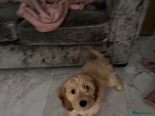 Cockapoo dogs for sale: Dog for sale - Advert 1