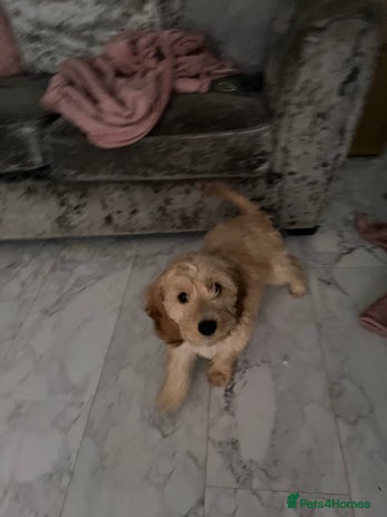 Cockapoo dogs Dog for sale - Advert 2