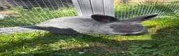 Netherland Dwarf rabbits for sale: Netherland Dwarf Rabbit for Sale🐰 in Sleaford - Advert 3