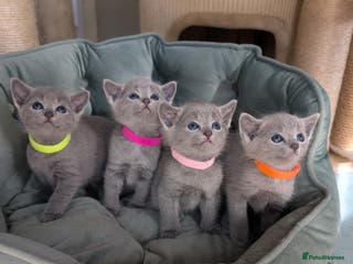 Russian Blue cats Full Pedigree Russian Blue kittens - Advert 5