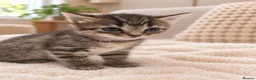 Mixed Breed cats for sale: Beautiful tabby kittens - Advert 7