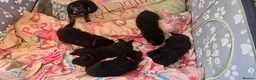 German Shepherd dogs for sale: German shepherd Puppies in Burnley - Advert 2