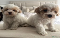Maltipoo dogs for sale: **CHAMPION MALTIPOOS* HEALTH TESTED PARENTS** - Image 19