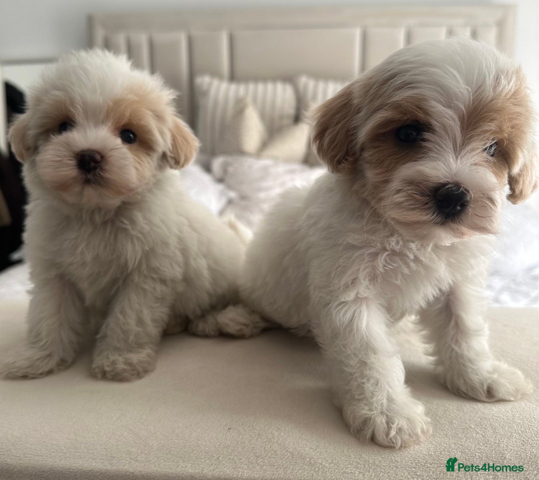 Maltipoo dogs for sale: **CHAMPION MALTIPOOS* HEALTH TESTED PARENTS** - Image 19