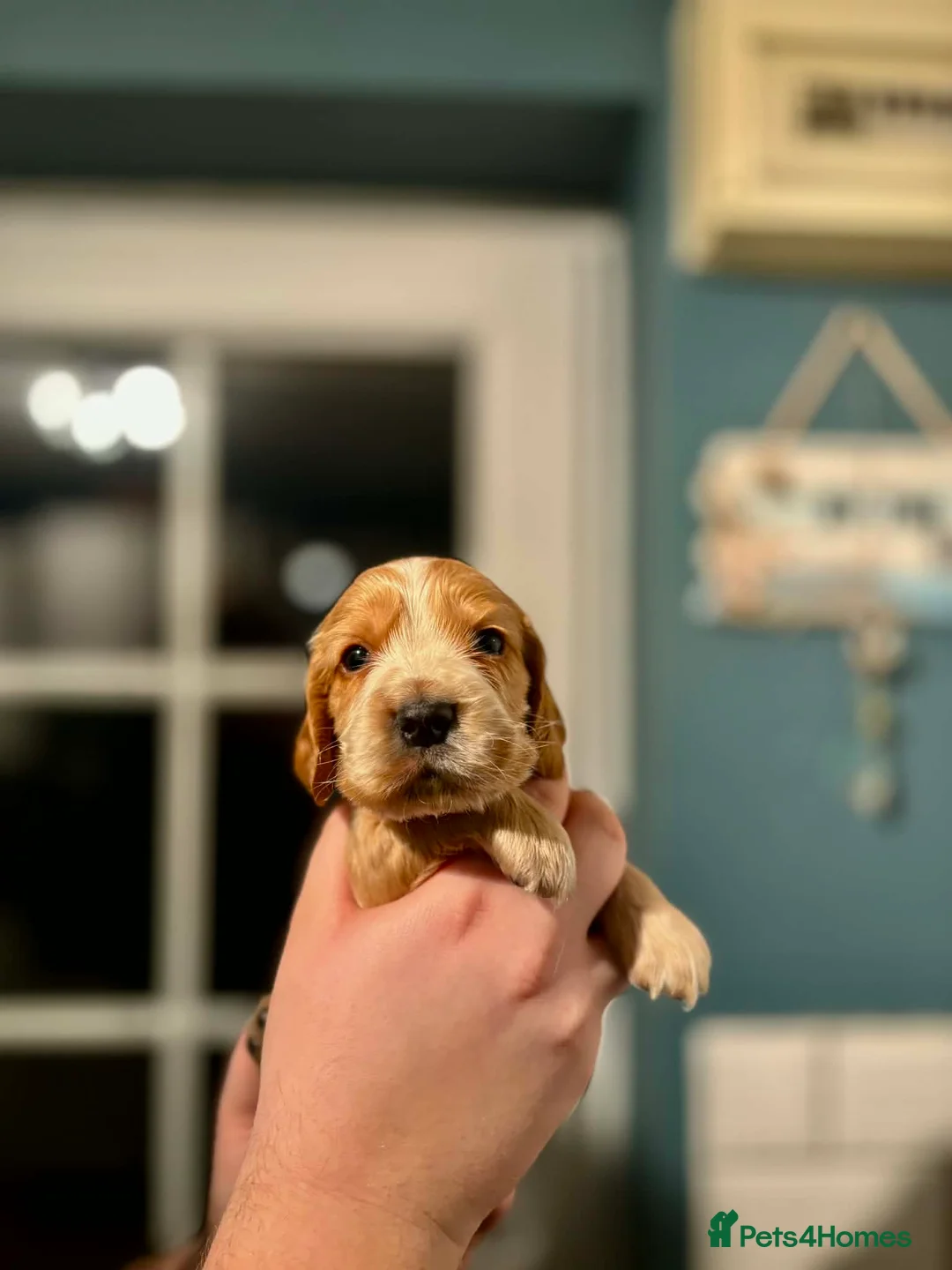 Cocker Spaniel dogs for sale: Last little boy looking for his sofa 🐾 - Advert 12