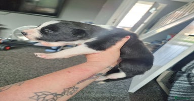 Border Collie dogs - Advert 6