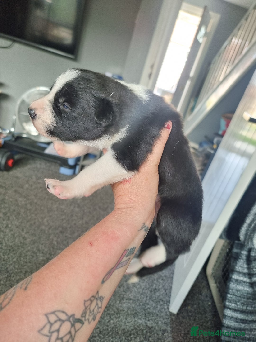 Border Collie dogs for sale: Border collie pups available  - Image 2