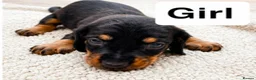 Dachshund dogs for sale: Beautiful Standard Dachshund Puppies for sale  - Advert 3
