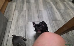French Bulldog dogs for sale: 2 Adult French bulldogs and 4 Puppies  - Image 21