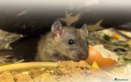 Rat rodents for sale: Rescue Baby Rats - Image 8