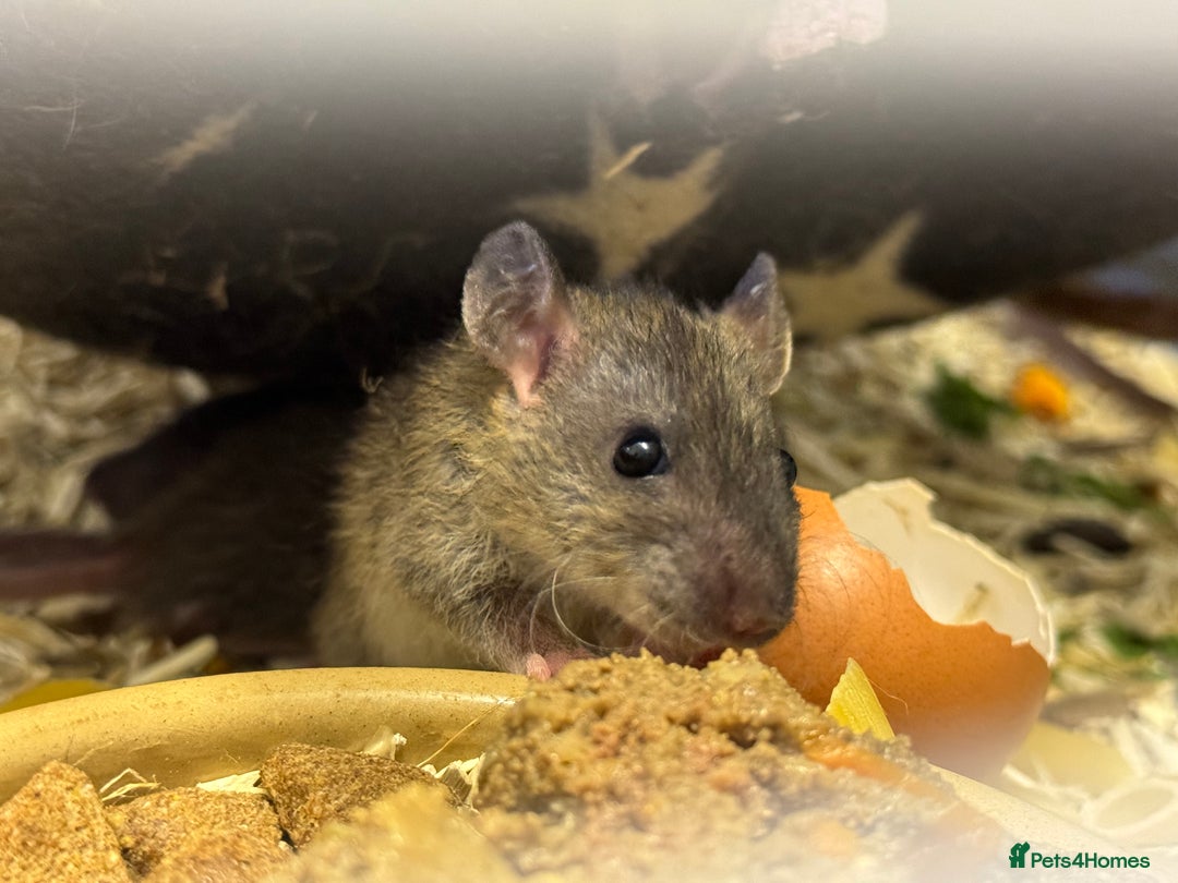 Rat rodents for sale: Rescue Baby Rats - Image 8