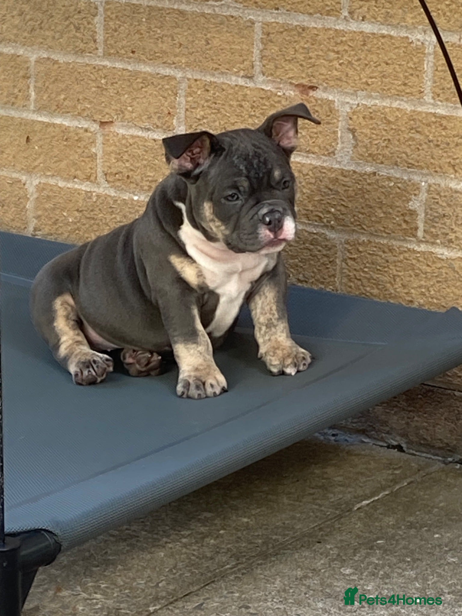 American Bully dogs Blue tri female pocket bully - Advert 13