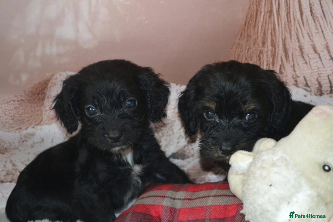 Cockapoo dogs for sale: F1 cockerpoo puppies  - Image 4