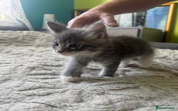 Maine Coon cats for sale: Gorgeous maine coon kittens  - Image 13