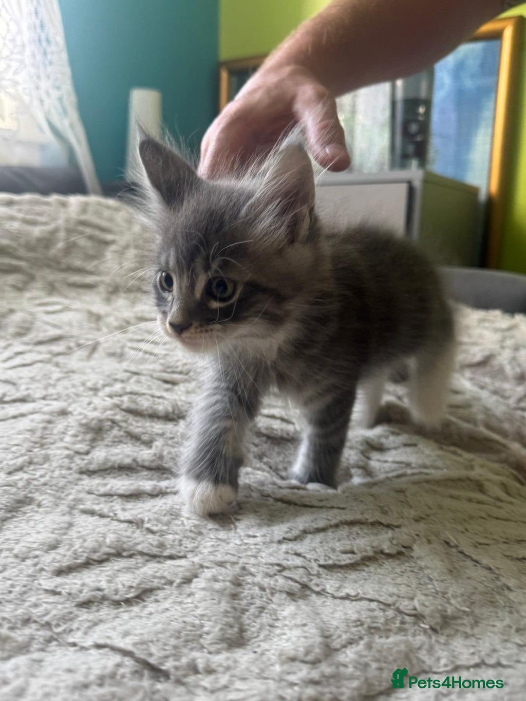 Maine Coon cats for sale: Gorgeous maine coon kittens  - Image 13