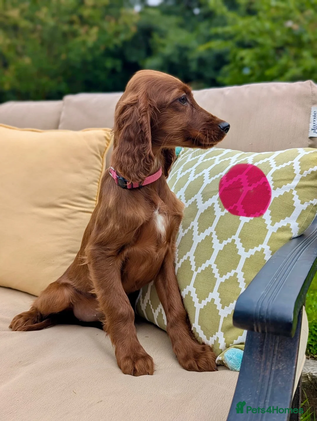 Irish Setter dogs for sale: Kennel Club Irish Setter Puppies  - Advert 2
