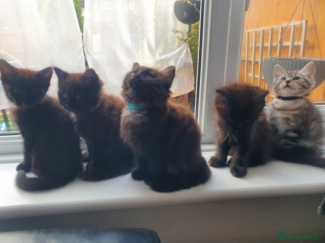 Maine Coon cats for sale: Maine coon x marble bengal unique kittens - Image 8