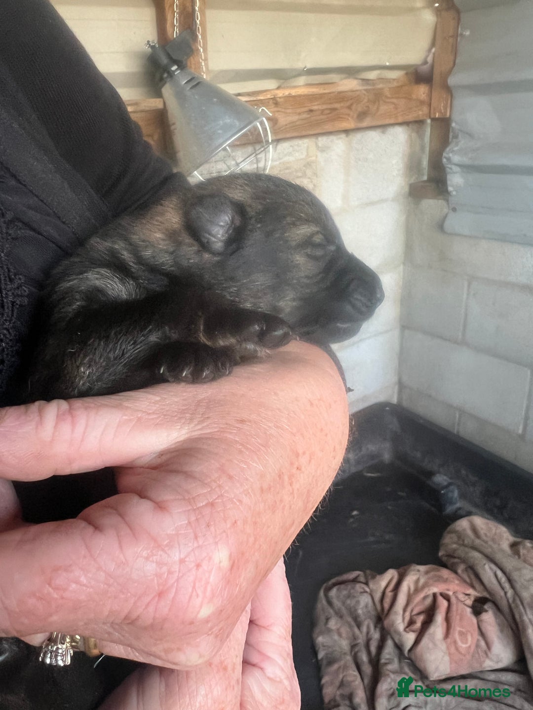 German Shepherd dogs for sale: Beautiful Czechoslovakian sable German shepherds  - Image 4