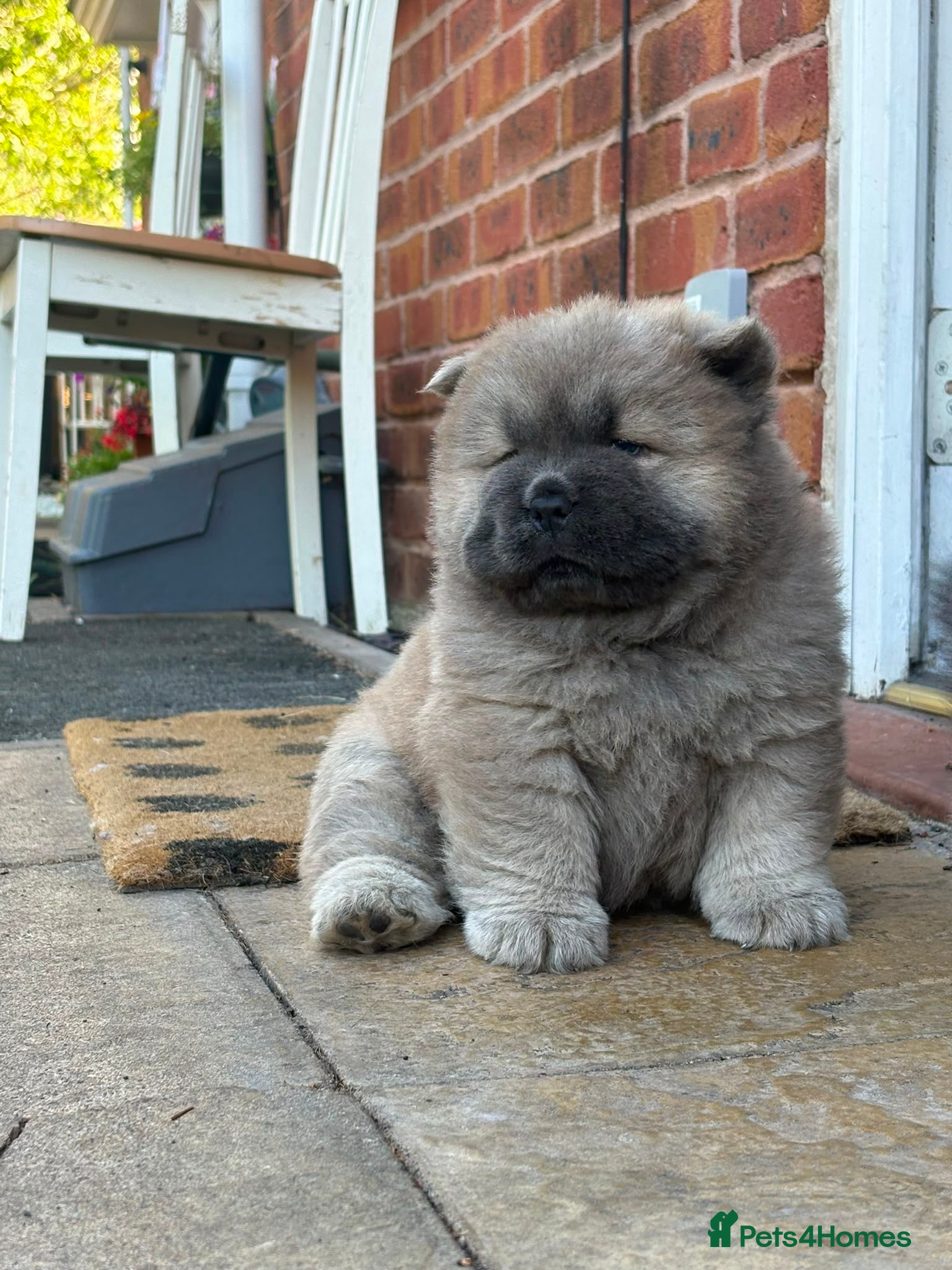 Chow Chow dogs 🧸🐾 Beautiful Chow Chow puppies 🐾🧸 - Advert 8