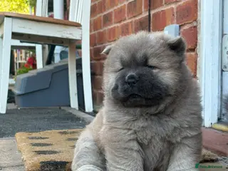 Chow Chow dogs 🧸🐾 Beautiful Chow Chow puppies 🐾🧸 - Advert 8