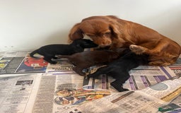 Sprocker dogs for sale: Sprocker puppies bred in 5 * licensed premises  - Image 6