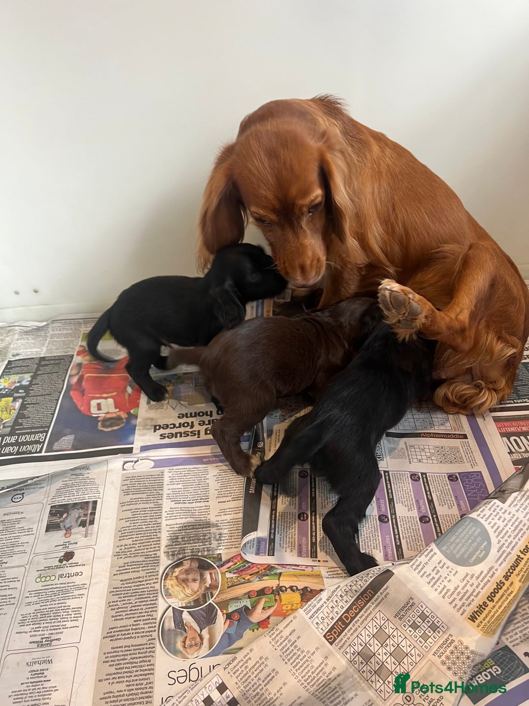 Sprocker dogs for sale: Sprocker puppies bred in 5 * licensed premises  - Image 6