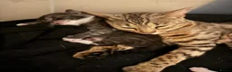 Bengal cats for sale: Bengal kittens  in Llanelli - Advert 13