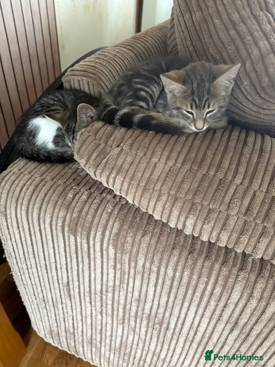 Mixed Breed cats for sale: Beautiful mixed breed kittens  - Image 11