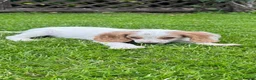 Cocker Spaniel dogs for sale: Working cocker spaniel puppy - Advert 4