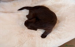 Labradoodle dogs for sale: ** RARE SILVER , CHOC & EBONY F1 LABRADOODLE PUPS  - Image 9