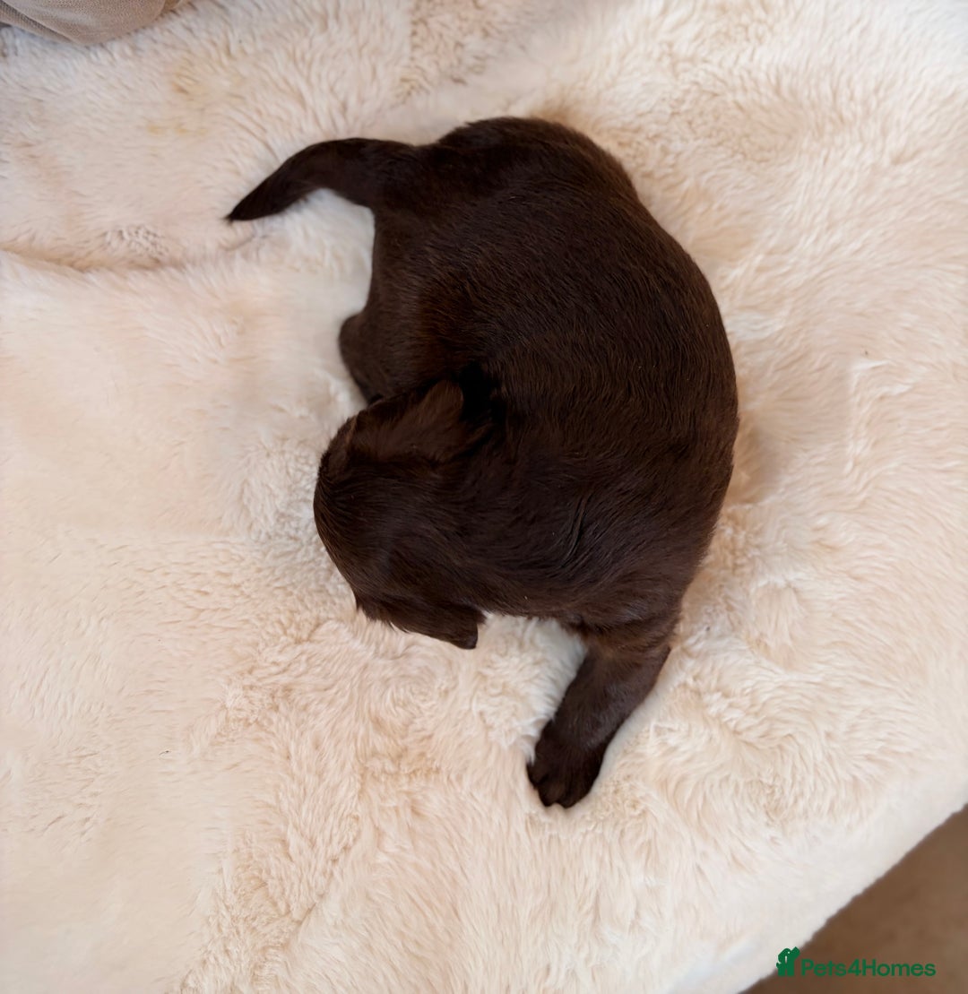 Labradoodle dogs for sale: ** RARE SILVER , CHOC & EBONY F1 LABRADOODLE PUPS  - Image 9