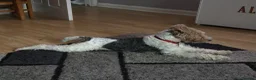Fox Terrier dogs for stud: Wire haired fox terrier for stud  - Advert 4