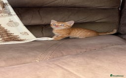 Mixed Breed cats for sale: Calico cross tabby  - Image 5