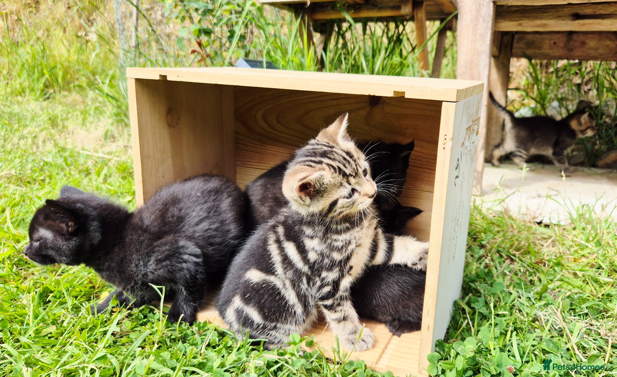Mixed Breed cats for sale: Gorgeous Kittens for sale - Advert 1