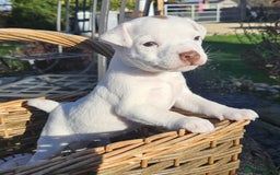 Jack Russell dogs for sale: Tremendous JRT boys  - Image 7
