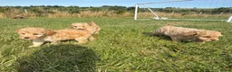 Cockapoo dogs for sale: Small F1b COCKAPOO Puppies (mini c/poo x toy poodl - Advert 13