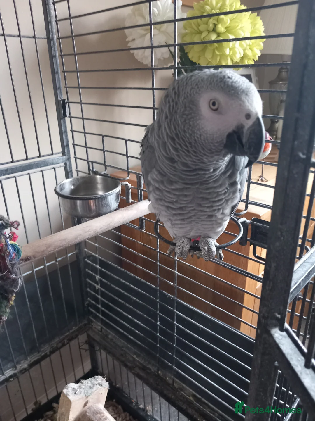 Parrots birds for sale: Amazon grey parrot in Telford - Advert 2