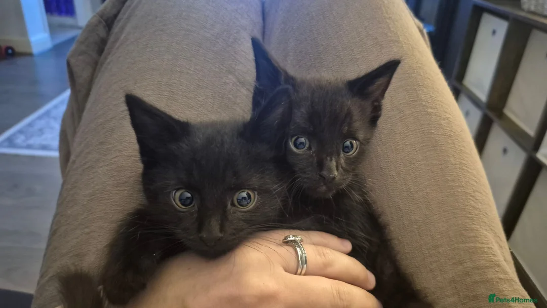 Mixed Breed cats for sale: Gorgeous Black Kitten Twins 😸 ♥️  - Advert 1
