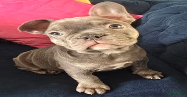 French Bulldog dogs - Advert 6