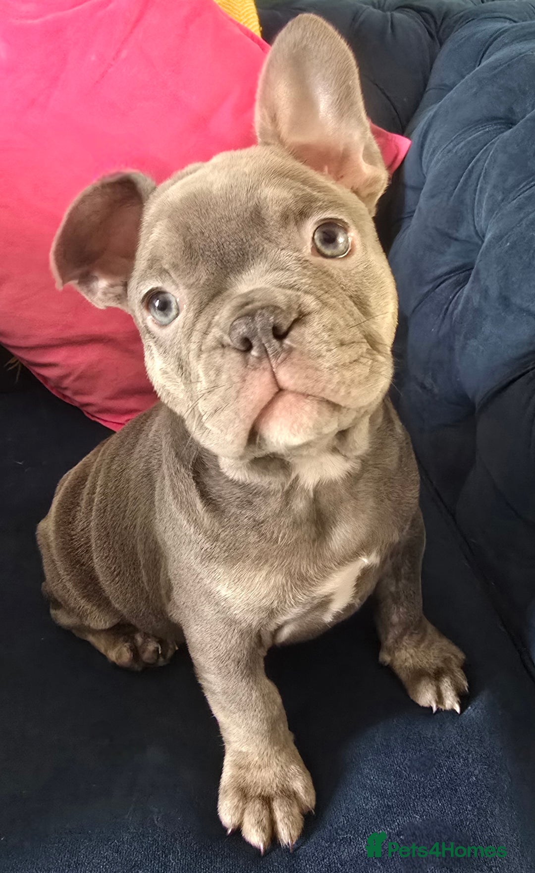 French Bulldog dogs for sale: Gorgeous Blue French Bulldog Girl - Image 2