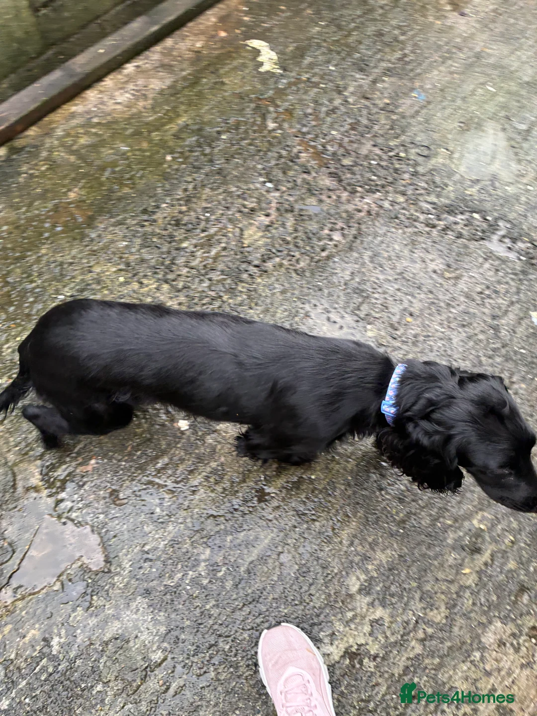 Sprocker dogs for sale: 12 month female sprocker - Advert 3
