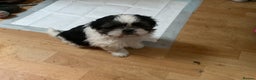 Shih Tzu dogs for sale: Shih Tzu puppies , ready to leave now - Advert 11